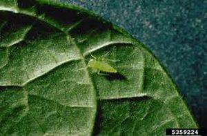 uploads/images/pest/potato leaf hopper.jpg